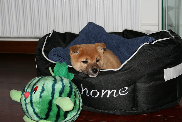 Shiba inu