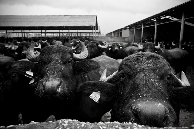 Bufale