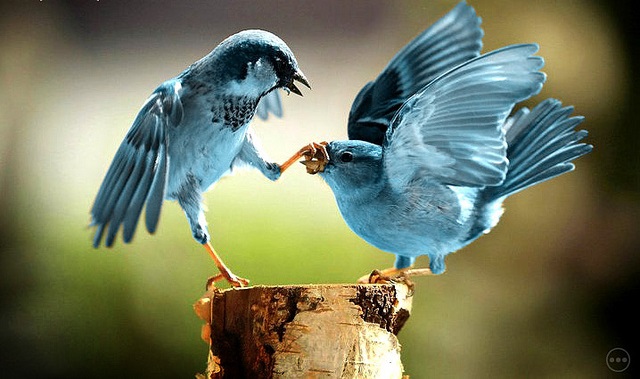 Twitter Mute