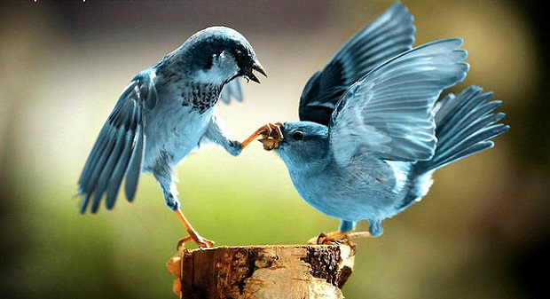 Twitter Turchia