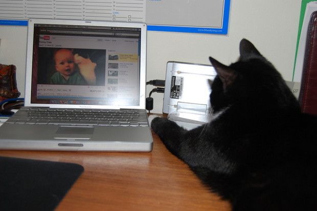 Youtube video gatto